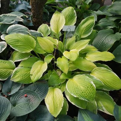 Hosta 'Starship'